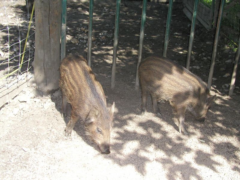 Click to see next picture