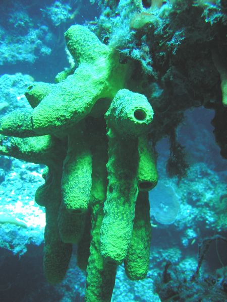 Click to see next picture