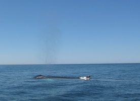 IMG 6634