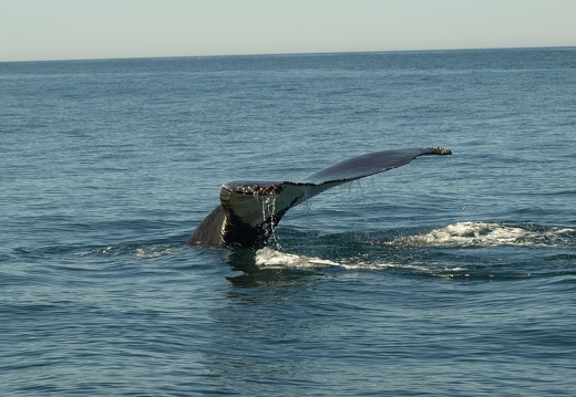 CA Nova Scotia - Digby Neck - display this album CA Nova Scotia -