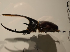P7232523