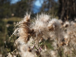 P5065370