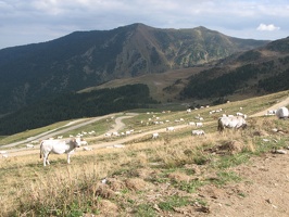 IMG 0238