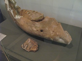 IMG 9750