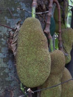 P1195196