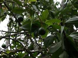P1195201
