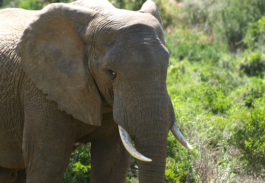 Addo Elephant Park - display this album Addo Elephant Park