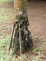 P5305726
