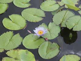 P5305728