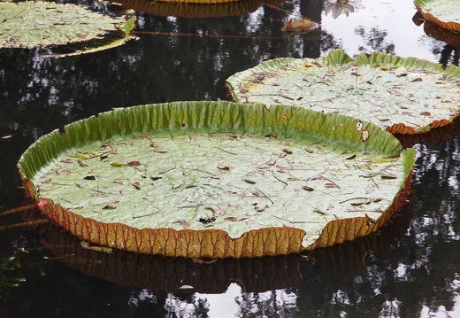 Botanischer Garten und Zuckermuseum - display this album Botanischer Garten und Zuckermuseum
