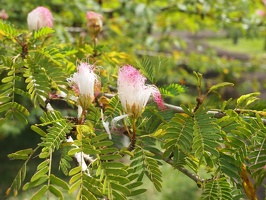 P5305737