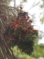 P5305748