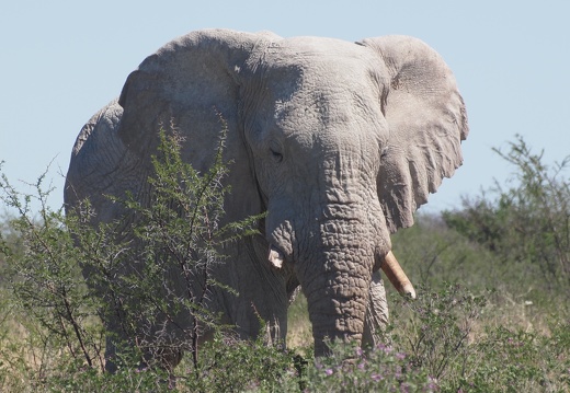 Etosha Nationalpark - display this album Etosha Nationalpark