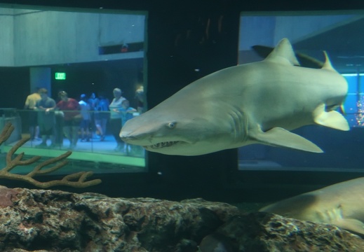 Baltimore Aquarium - display this album Baltimore Aquarium