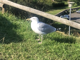IMG 3364