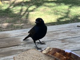 IMG 8561