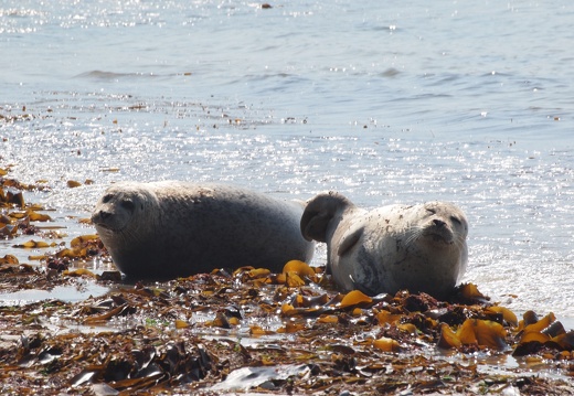 Helgoland Juli 2023