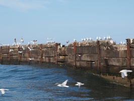 P5019228