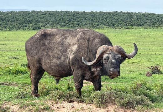 Addo Elephant NP - display this album Addo Elephant NP