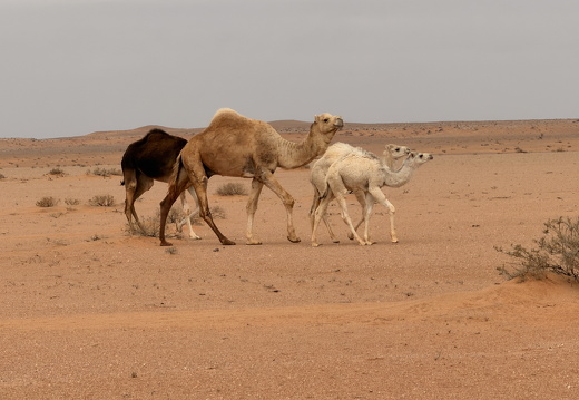 Westsahara - Ajun bis Smara