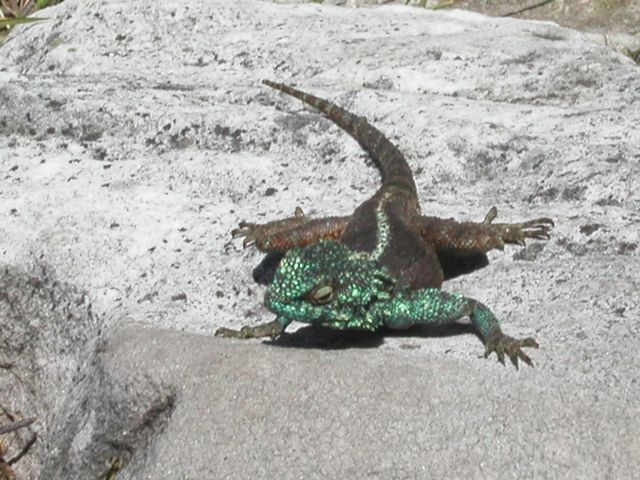 Click to see next picture