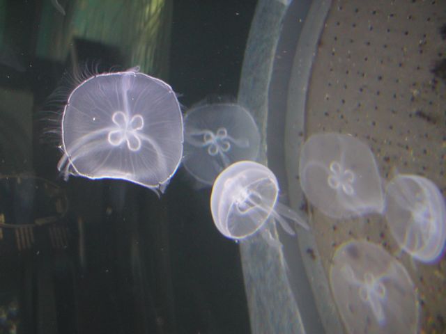 Click to see next picture