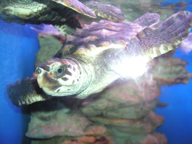 Click to see next picture