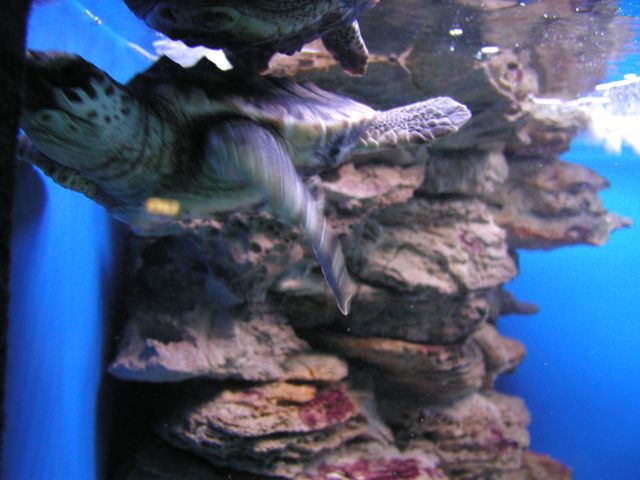 Click to see next picture