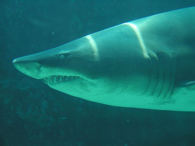 Click to see next picture