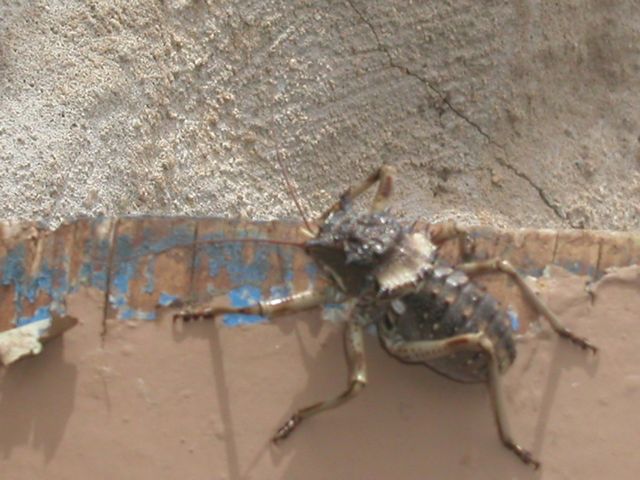 Click to see next picture
