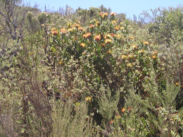 Click to see next picture